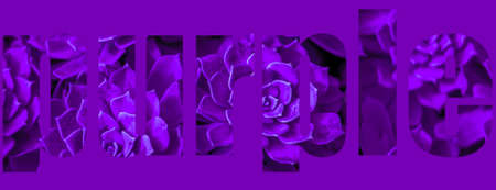 Background of succulent. Photo processing in purple styleの写真素材