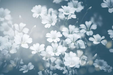 White gypsophila flowers on a dark green background of garden