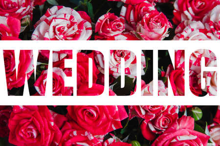 Pink rose varieties "Fire Works". Top viewの写真素材