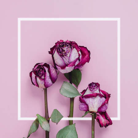 Dried red roses on a pink backgroundの写真素材