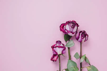 Dry pink rose buds on pink backgroundの写真素材