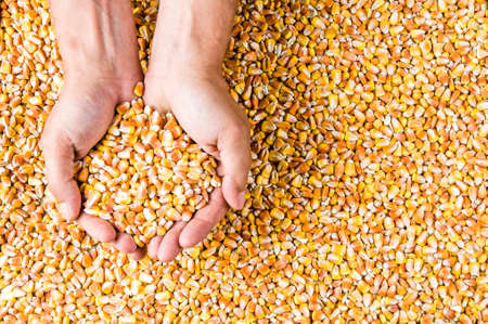 Corn grains in men's hands. Top viewの写真素材