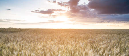 Wheat field in sunlight. Harvest or farm concept