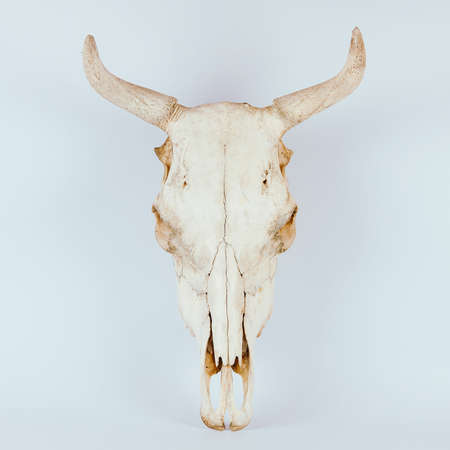 White cow skull isolated on white backgroundの写真素材