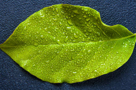 Water drops close up on green leaves of a tree
