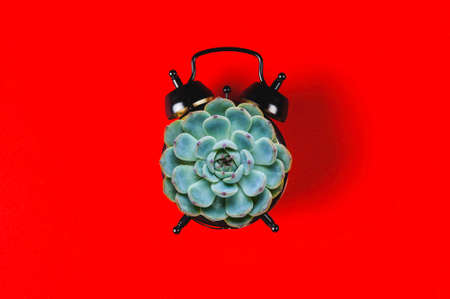 Vintage alarm clock and succulent on red backgroundの写真素材