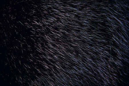 Background of dark mink fur. Close-up textureの写真素材