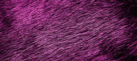 Background of bright purple fur. Close-up textureの写真素材