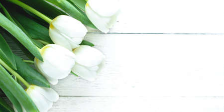 White tulips on white wooden background. The concept of springの写真素材