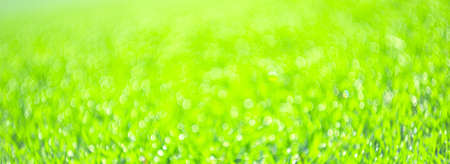A green field of grass in drops of dewの写真素材