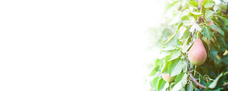 Tree branches with fresh pear fruits on a white backgroundの写真素材