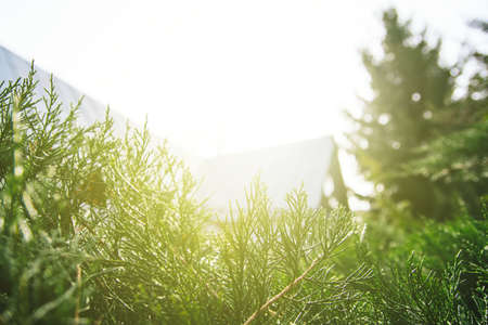 Evergreens on the background of the old white houseの写真素材