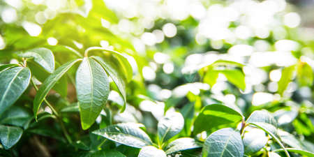 Periwinkle green background border and bokeh in the backgroundの写真素材