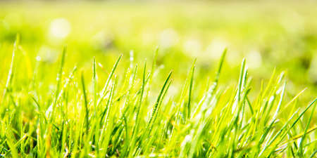 A green field of grass in drops of dewの写真素材