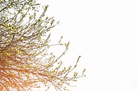 Branches of a flowering willow on a light background