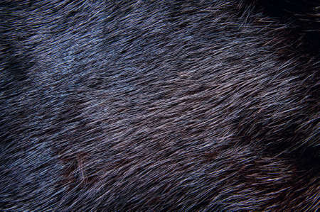 Background of dark mink fur. Close-up textureの写真素材
