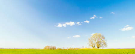 Spring landscape. A single tree in a green field against a blue sky with cloudsの写真素材
