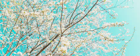 Branches of cherry blossoms. Light vintage cross-processing and panoramic frame. Springtime conceptの写真素材