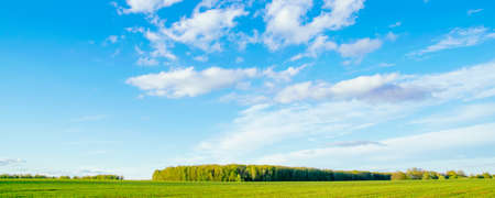 Spring or summer landscape. Field and green forest against a blue sky with cloudsの写真素材