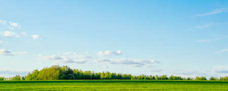 Spring or summer landscape. Field and green forest against a blue sky with cloudsの写真素材