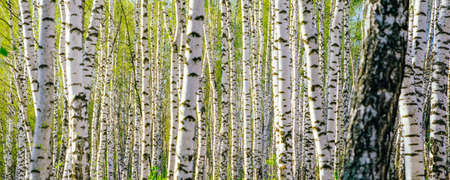 Spring landscape. Background of white birch tree trunks. Panoramic frameの写真素材