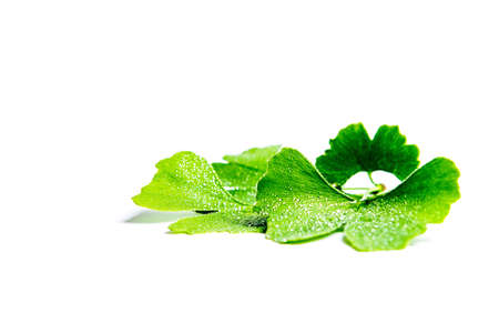 Leaves of the Ginkgo tree isolated on white backgroundの写真素材