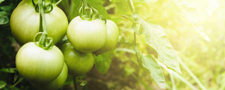 Fresh green tomatoes in the gardenの写真素材