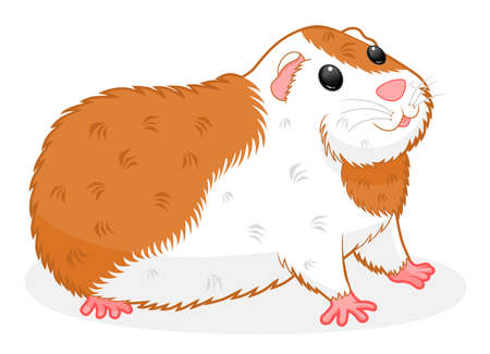 guinea pigのイラスト素材