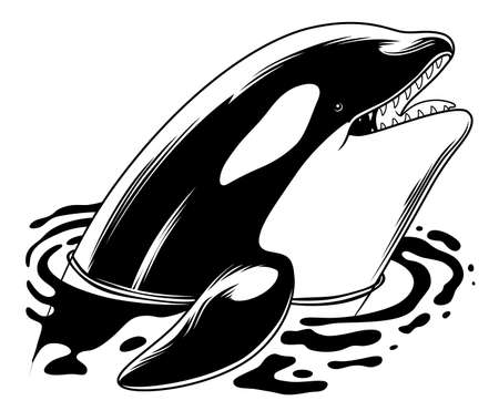 Orca stuck out head of the waterのイラスト素材