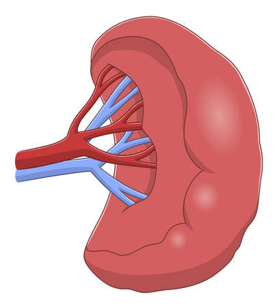 Anatomical spleen