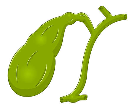 Anatomical gallbladderのイラスト素材