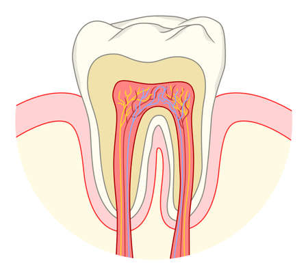Human tooth cross sectionのイラスト素材