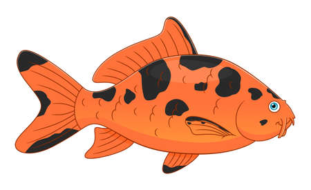 Cartoon cute koi carpのイラスト素材