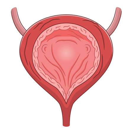 Bladder cross sectionのイラスト素材