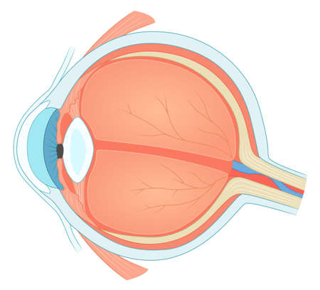 Eye inner structure. Eye cross section. Ophthalmology medical vector illustration.のイラスト素材