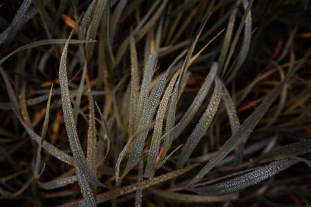 dewdrops on the grass taken close-up, macro, top view, waterの写真素材