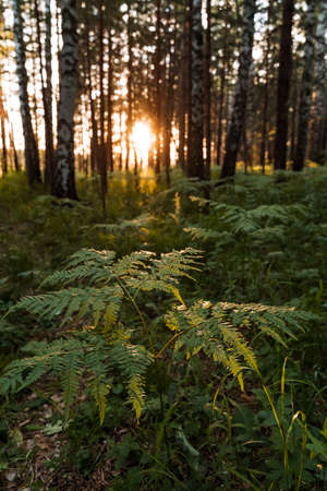 the sun shines through the trees at sunset, glare from the sun in the forest, evening photo taken in a dark keyの写真素材