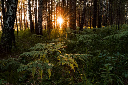 the sun shines through the trees at sunset, glare from the sun in the forest, evening photo taken in...