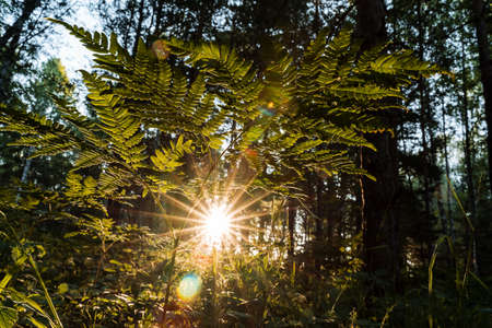 the sun shines through the trees at sunset, glare from the sun in the forest, evening photo taken in a dark keyの写真素材