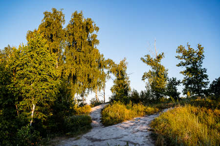 forest path lit by the morning sun at dawn, warm summer day, sun glare, landscapeの写真素材