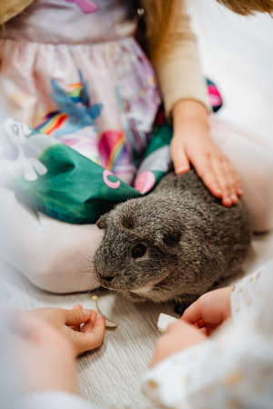 children stroking the hands of a gray rabbit, a pet rabbit in a circle of children, a small Bunny