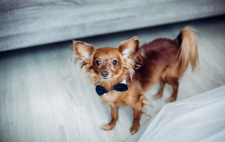 dog at a wedding, pet dog, small brown dog in a bow tie