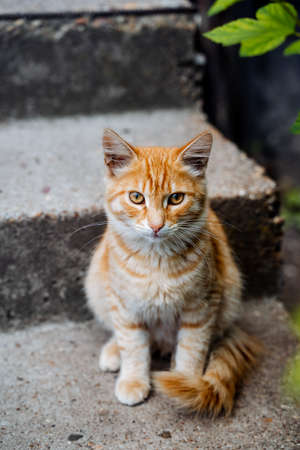 red cat sitting on the steps posing for the camera, beautiful fluffy kitten sitting on the porch,...