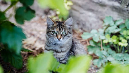 a fluffy gray cat is sitting in the bushes, a gray kitten looks out of the bushes and looks...