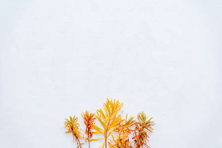 Branches of yellow grass on a white background. Autumn composition in a minimalistic style. Space...