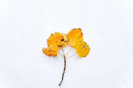 A branch with yellow leaves on a white background. Autumn leaves on a branch. The concept of autumn minimalism.の写真素材