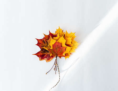 autumn maple leaves tied with a rope fly up. Minimalistic autumn composition, bright maple leaves...