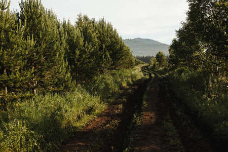 Summer dirt road passes through the forest, country road in the taiga, the path goes into the distance, summer landscape, emptiness, calm, silenceの写真素材