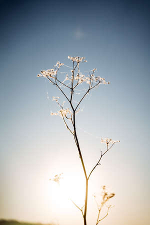 Web on a spun of dried flower in the rays of the rising sun. High quality photo