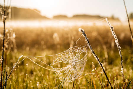A web with dew between meadow blades of grass, dew sparkles due to the sun's rays. The meadow is covered with a light fog. High quality photoの写真素材